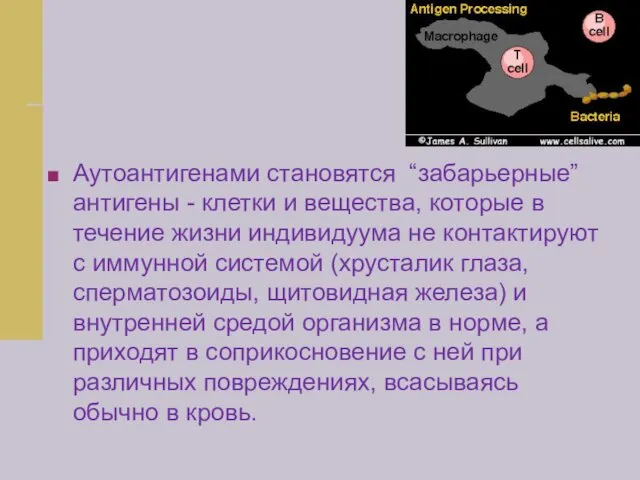 Аутоантигенами становятся “забарьерные” антигены - клетки и вещества, которые в