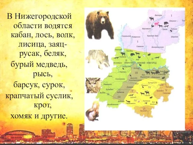 В Нижегородской области водятся кабан, лось, волк, лисица, заяц-русак, беляк,