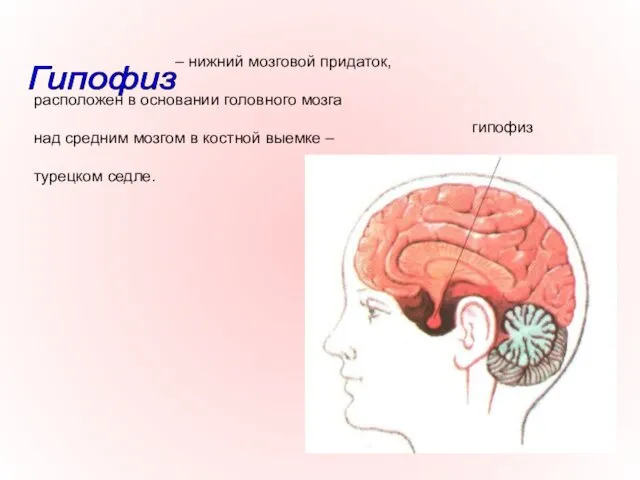– нижний мозговой придаток, расположен в основании головного мозга над