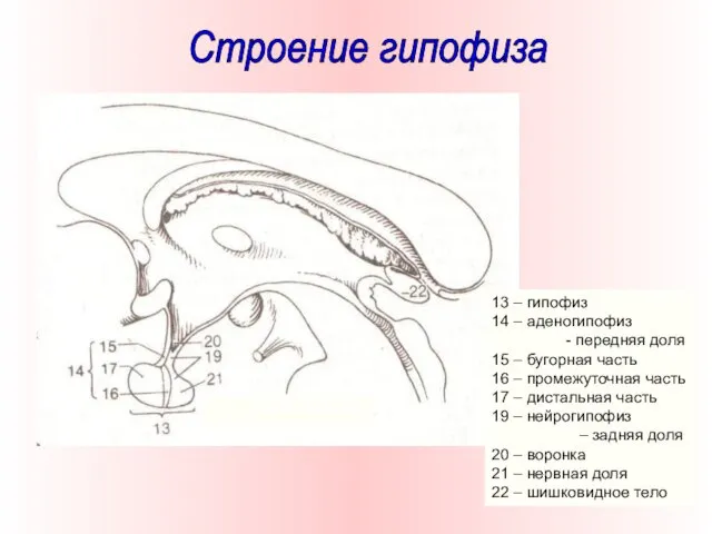 13 – гипофиз 14 – аденогипофиз - передняя доля 15