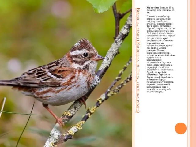 Вівсянка-ремез (Emberiza rustica, овсянка-ремез) Маса тіла: близько 18 г, довжина