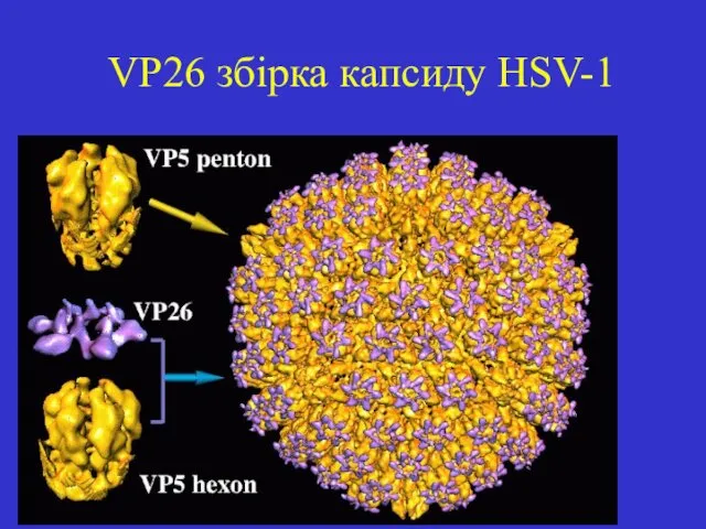 VP26 збірка капсиду HSV-1