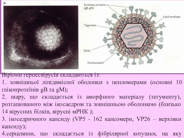Віріони герпесвірусів складаються із: 1. зовнішньої ліпідвмісної оболонки з пепломерами