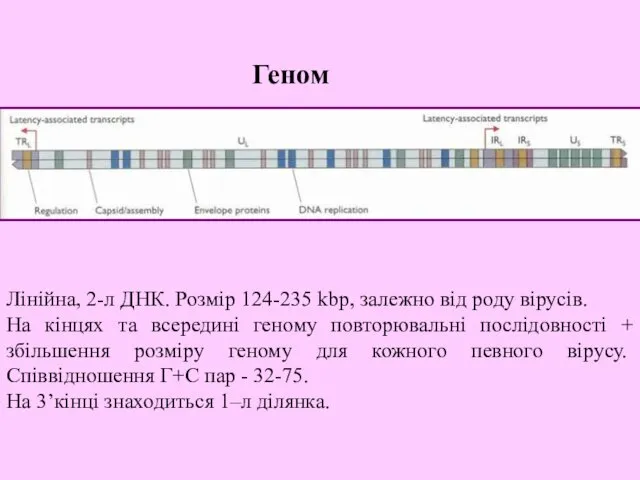 Лінійна, 2-л ДНК. Розмір 124-235 kbp, залежно від роду вірусів.
