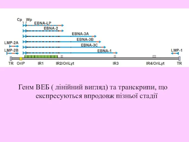 Генм ВЕБ ( лінійний вигляд) та транскрипи, що експресуються впродовж пізньої стадії