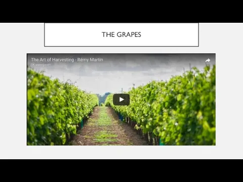 THE GRAPES