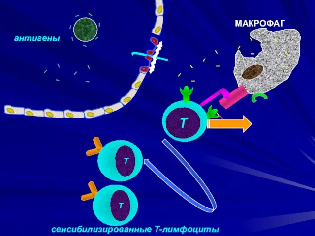 антигены МАКРОФАГ сенсибилизированные Т-лимфоциты