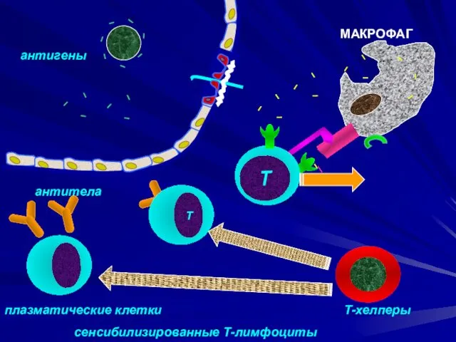 антигены МАКРОФАГ сенсибилизированные Т-лимфоциты антитела плазматические клетки Т-хелперы