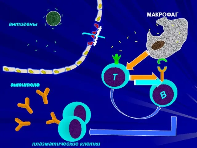 антигены МАКРОФАГ плазматические клетки антитела антитела антитела антитела антитела