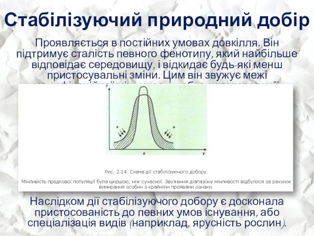 Стабілізуючий природний добір Проявляється в постійних умовах довкілля. Він підтримує