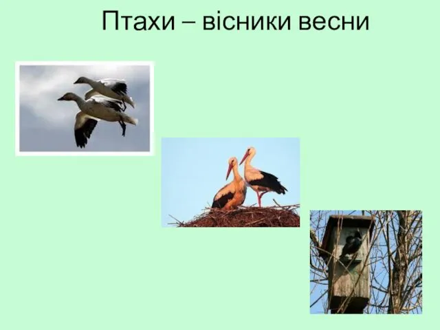 Птахи – вісники весни