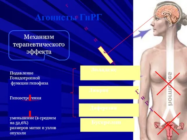 Подавление Гонадотропной функции гипофиза Гипоэстрогения уменьшение (в среднем на 52,6%)