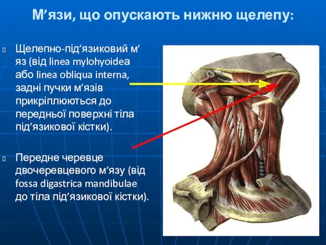 М’язи, що опускають нижню щелепу: Щелепно-під’язиковий м’яз (від linea mylohyoideа