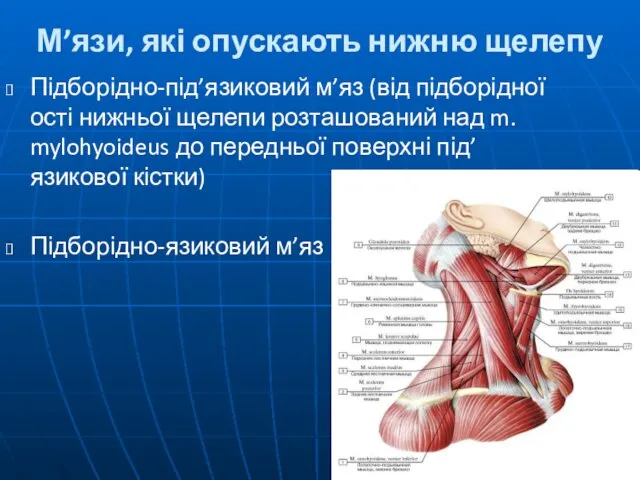 М’язи, які опускають нижню щелепу Підборідно-під’язиковий м’яз (від підборідної ості