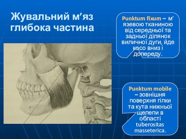 Жувальний м’яз глибока частина Punktum fixum – м’язевою тканиною від