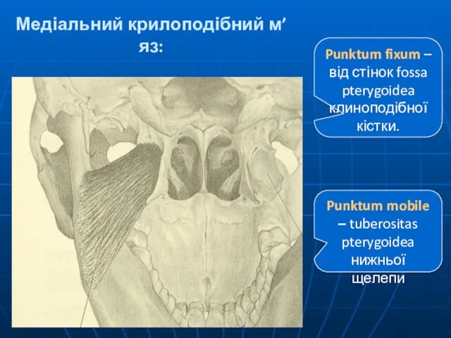 Медіальний крилоподібний м’яз: Punktum fixum – від стінок fossa pterygoidea