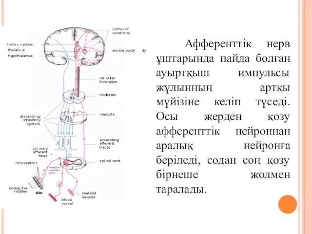 Афференттік нерв ұштарында пайда болған ауыртқыш импульсы жұлынның артқы мүйізіне