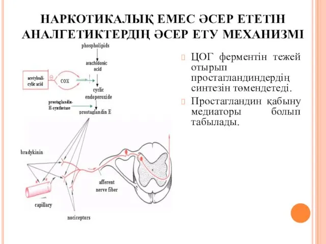 НАРКОТИКАЛЫҚ ЕМЕС ӘСЕР ЕТЕТІН АНАЛГЕТИКТЕРДІҢ ӘСЕР ЕТУ МЕХАНИЗМІ ЦОГ ферментін