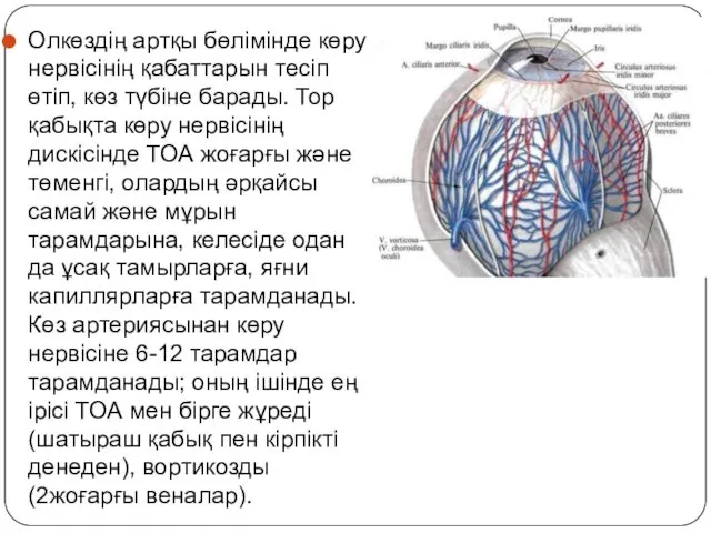 Олкөздің артқы бөлімінде көру нервісінің қабаттарын тесіп өтіп, көз түбіне