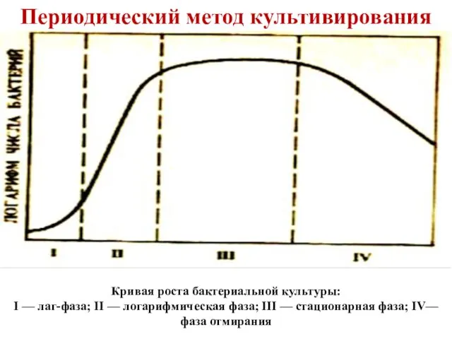Кривая роста бактериальной культуры: I — лаг-фаза; II — логарифмическая фаза; III —