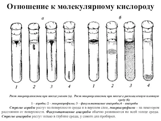 Отношение к молекулярному кислороду Рост микроорганизмов при посеве уколом (а). Рост микроорганизмов при