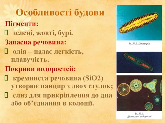 Особливості будови Пігменти: зелені, жовті, бурі. Запасна речовина: олія –