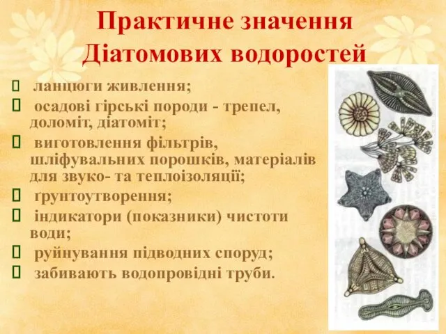 Практичне значення Діатомових водоростей ланцюги живлення; осадові гірські породи -