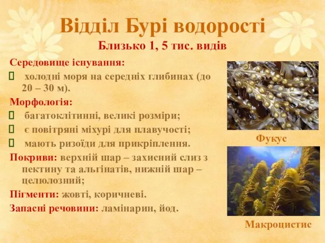 Відділ Бурі водорості Близько 1, 5 тис. видів Середовище існування: