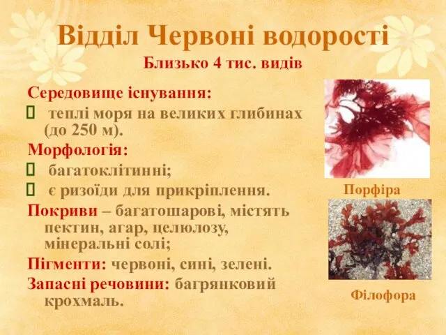 Відділ Червоні водорості Близько 4 тис. видів Середовище існування: теплі