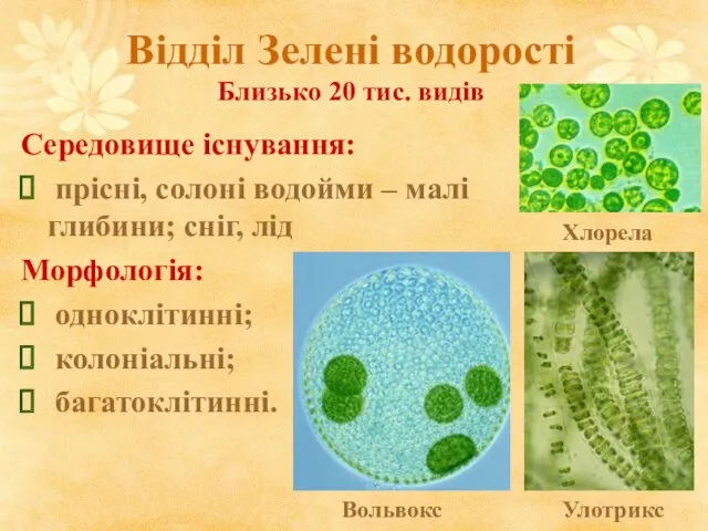 Відділ Зелені водорості Близько 20 тис. видів Середовище існування: прісні,