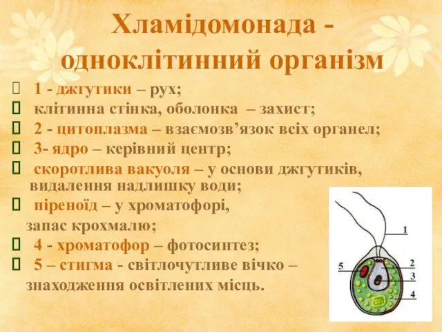 Хламідомонада -одноклітинний організм 1 - джгутики – рух; клітинна стінка,