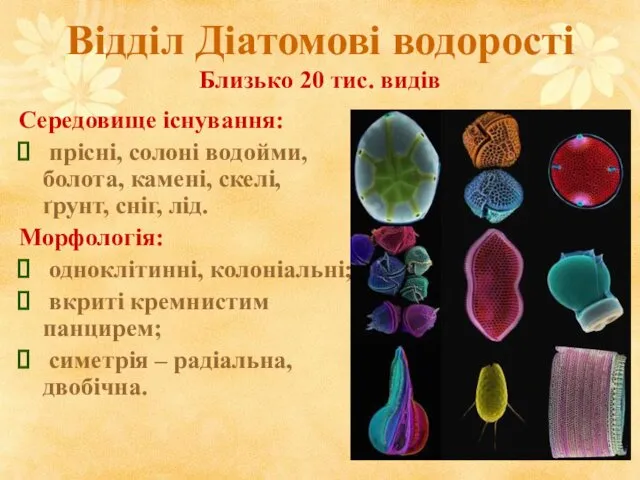 Відділ Діатомові водорості Близько 20 тис. видів Середовище існування: прісні,