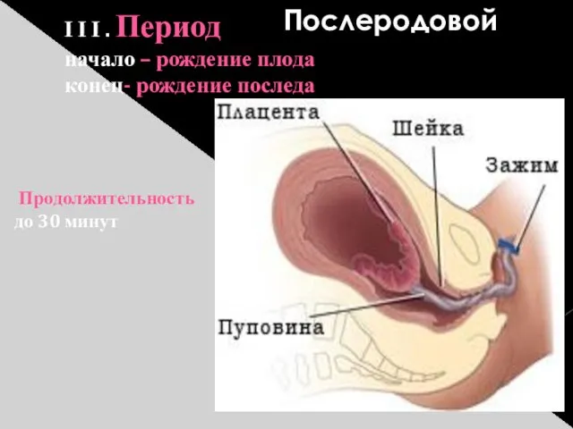 Ι Ι Ι . Период начало – рождение плода конец-