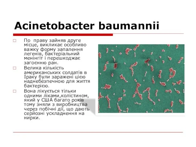 Аcinetobacter baumannii По праву зайняв друге місце, викликає особливо важку
