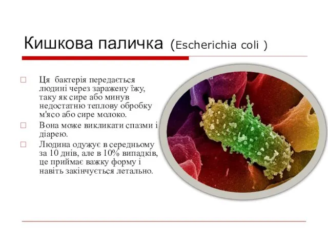 Кишкова паличка (Escherichia coli ) Ця бактерія передається людині через