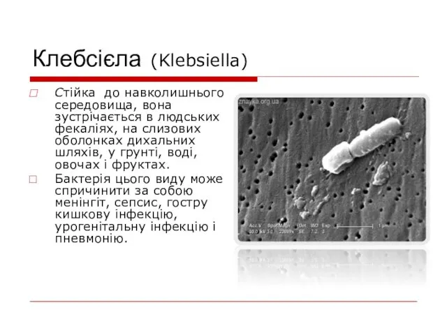 Клебсієла (Klebsiella) Стійка до навколишнього середовища, вона зустрічається в людських