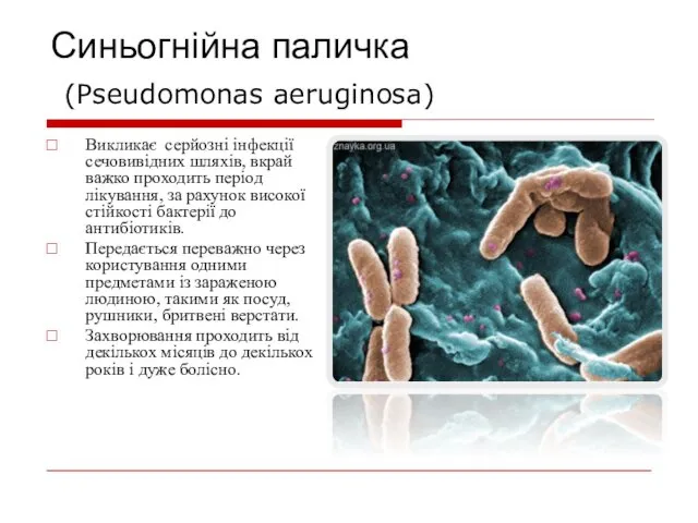 Синьогнійна паличка (Pseudomonas aeruginosa) Викликає серйозні інфекції сечовивідних шляхів, вкрай