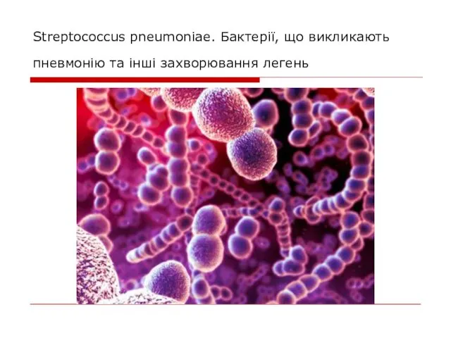 Streptococcus pneumoniae. Бактерії, що викликають пневмонію та інші захворювання легень