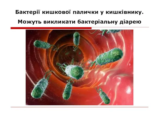 Бактерії кишкової палички у кишківнику. Можуть викликати бактеріальну діарею