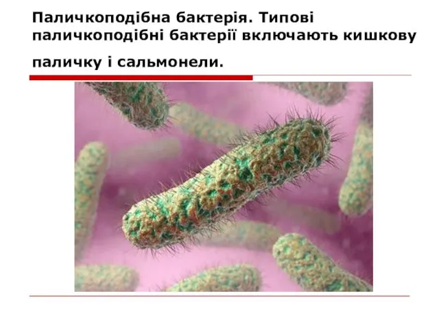 Паличкоподібна бактерія. Типові паличкоподібні бактерії включають кишкову паличку і сальмонели.