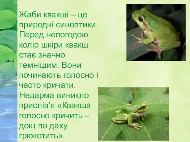 Жаби квакші – це природні синоптики. Перед непогодою колір шкіри