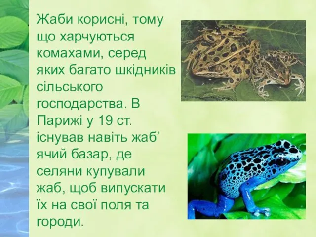 Жаби корисні, тому що харчуються комахами, серед яких багато шкідників