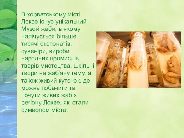 В хорватському місті Локве існує унікальний Музей жаби, в якому