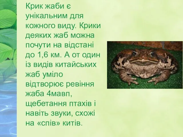 Крик жаби є унікальним для кожного виду. Крики деяких жаб