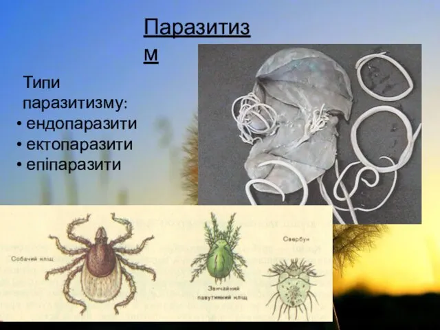 Паразитизм Типи паразитизму: ендопаразити ектопаразити епіпаразити