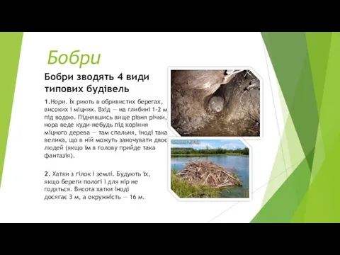 Бобри Бобри зводять 4 види типових будівель 1.Нори. Їх риють