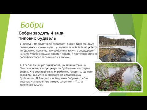 Бобри Бобри зводять 4 види типових будівель 3. Канали. На