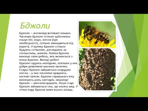 Бджоли Бджоли — високоорганізовані комахи. Частково бджоли спільно здійснюють пошук