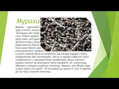 Мурахи Мурахи — еволюційно найрозвинутіша родина комах з точки зору