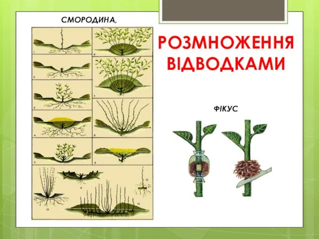 РОЗМНОЖЕННЯ ВІДВОДКАМИ СМОРОДИНА, ФІКУС